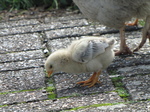 SX20236 Chick at motorway services in Belgium.jpg